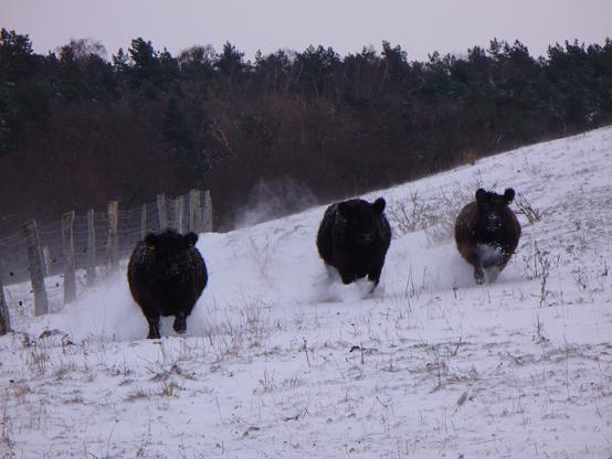 3_Gallos_im_Schnee