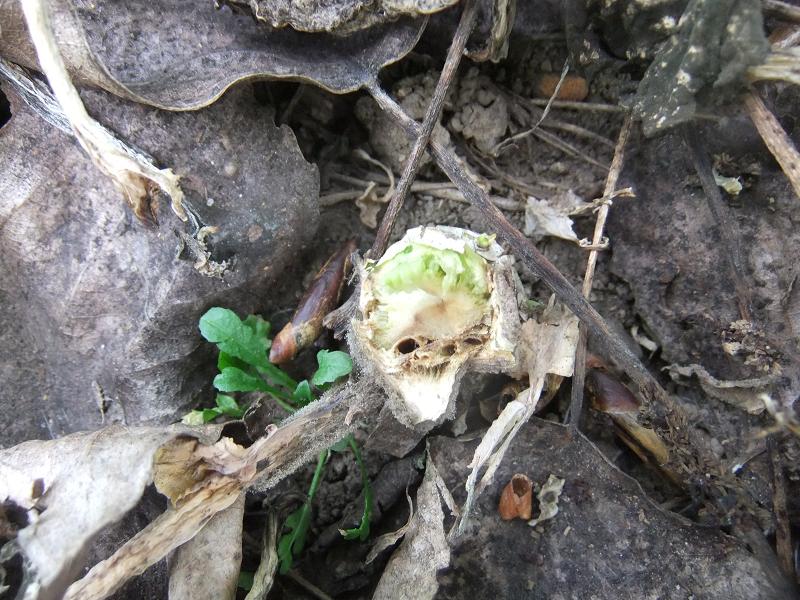 Botrytis n.Spritzung Draufsicht