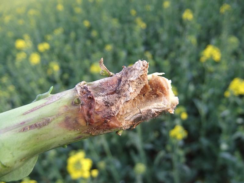 Botrytis nach Spritzung
