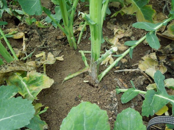 Botrytis tief