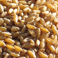 Durum - Krner