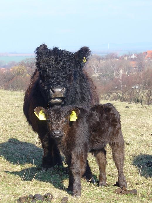 Gallo_m_Kalb