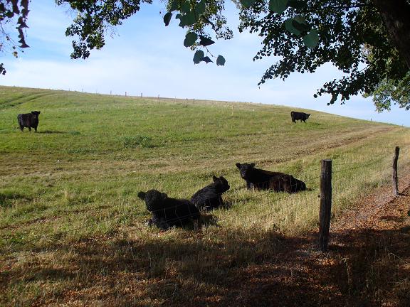 Gallos_091006