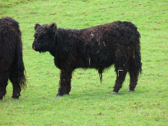 Gallos_280406_002