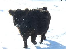 Galloway