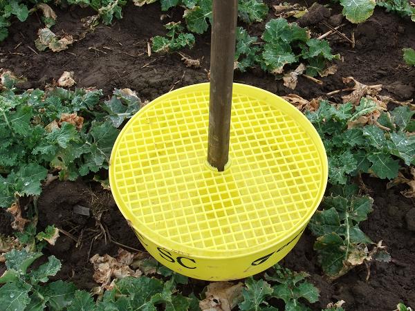 Gelbschale mit Gitter02 Gelbschale mit Gitter02