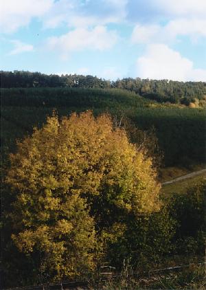 Herbst_a.d