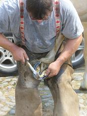 Hufe beschlagen
