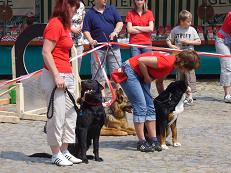 Hunde