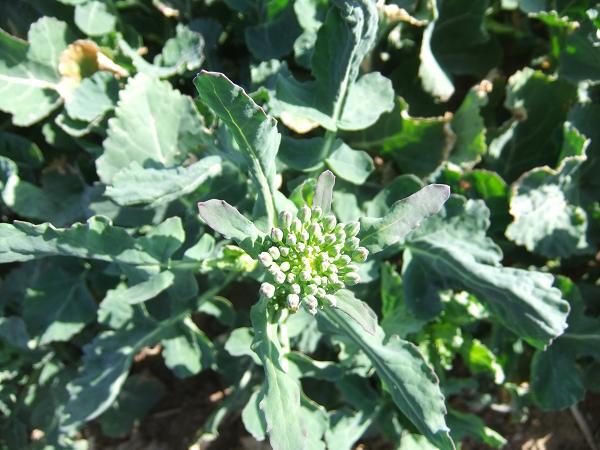 Knospen 11_04_02 Knospen 11_04_02