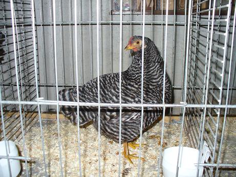 RGZV_2006_005