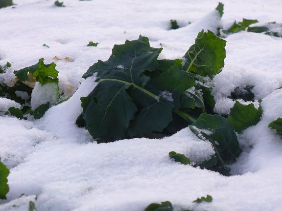 Raps im Schnee