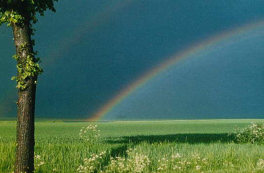 Regenbogen