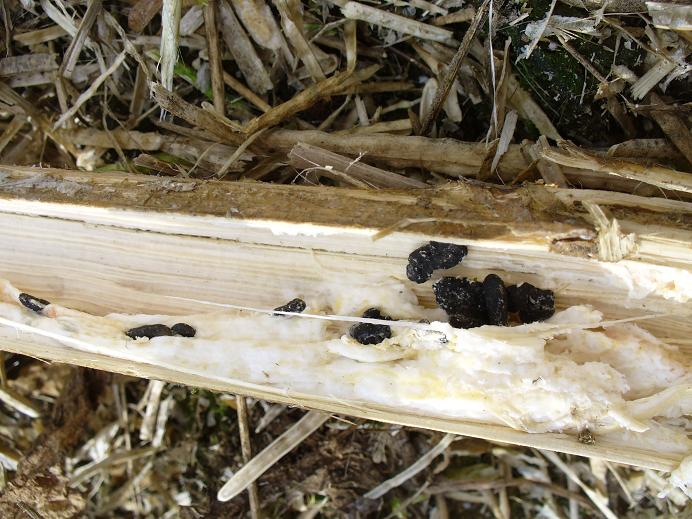 Sclerotinia Sclerotinia