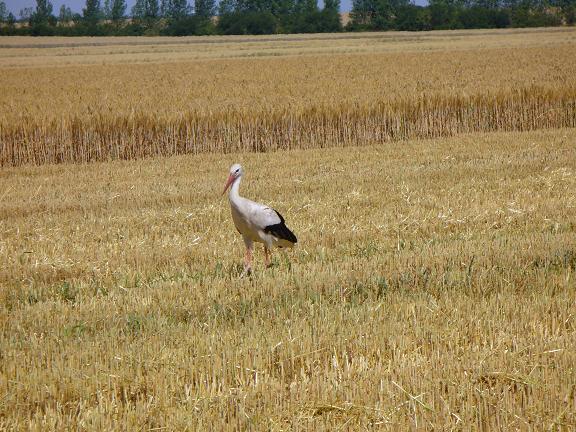 Storch