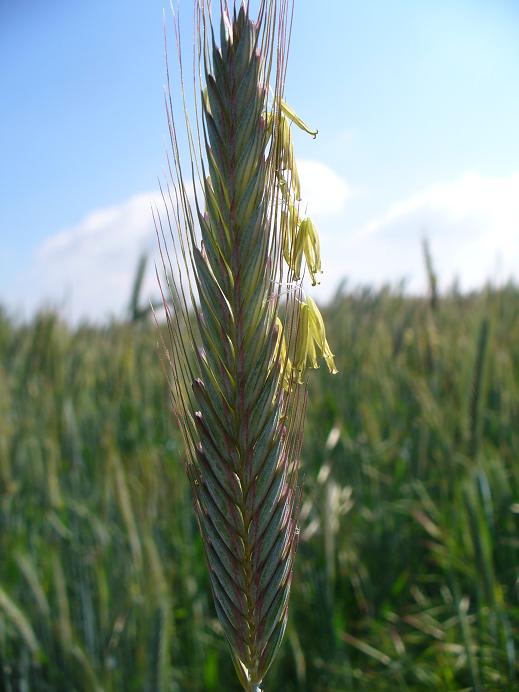 blhender Roggen02