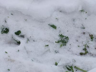 im Schnee im Schnee